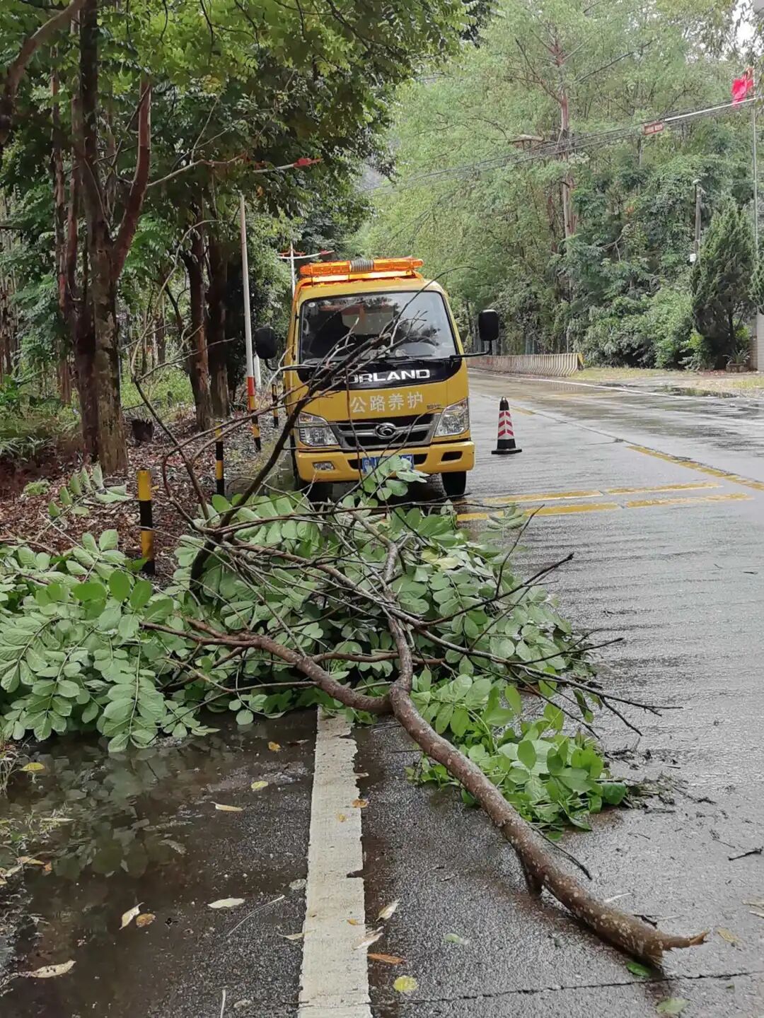 交通局雨天巡查排水,清理倒伏路树.jpg